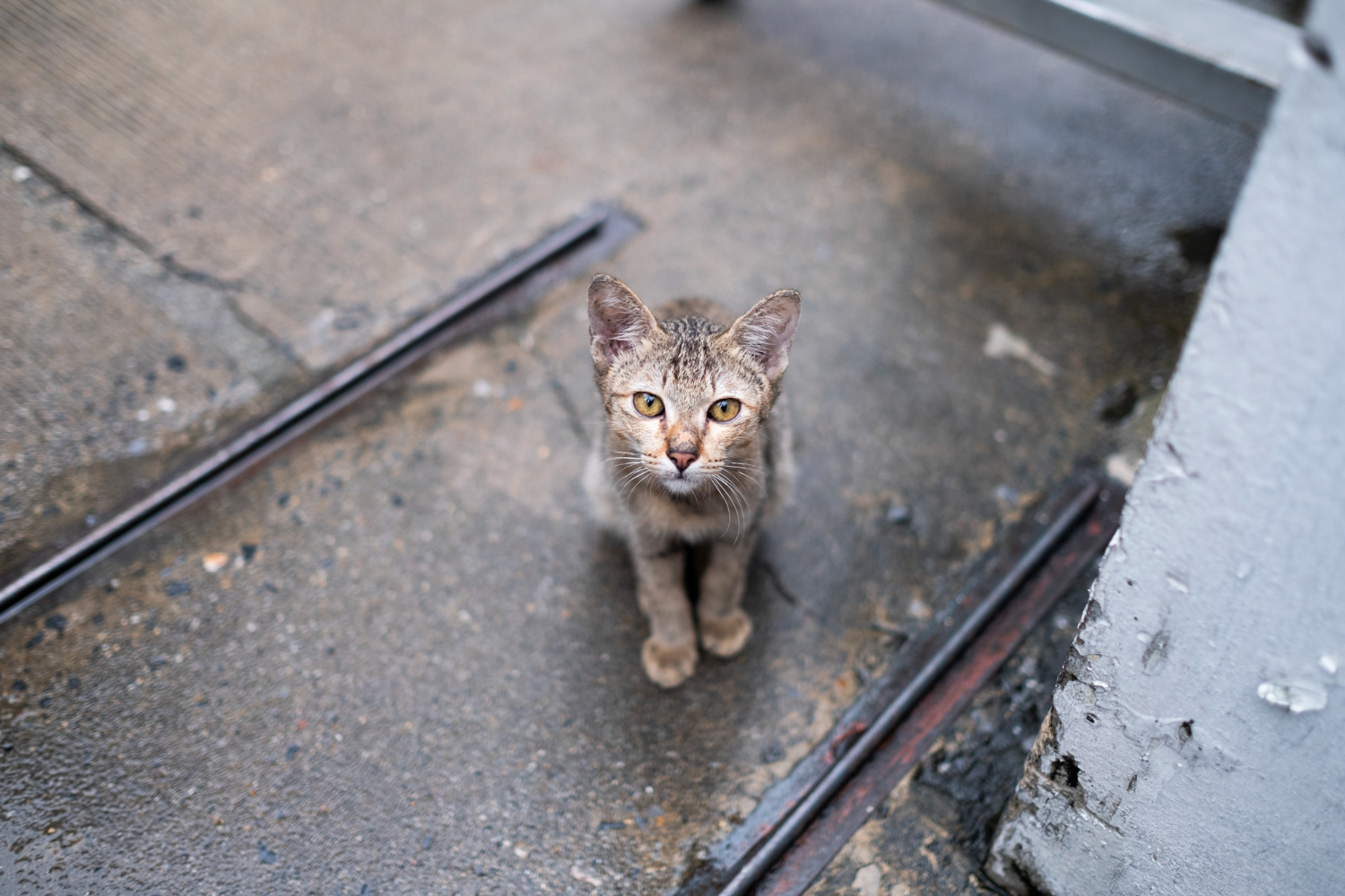 gato
