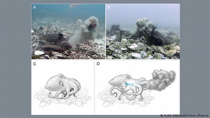 Una combinación de imágenes ilustra cómo los pulpos comunes de Sidney ("Octopus tetricus") arrojan conchas y limo.