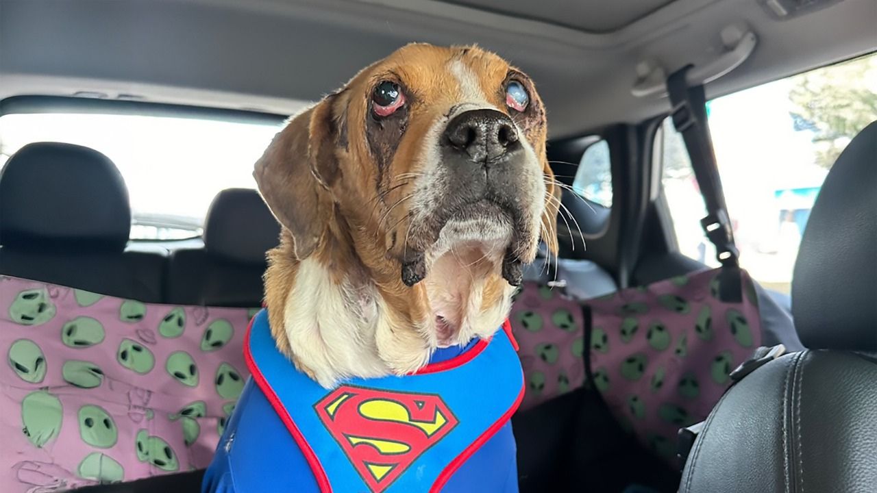 Ángel, perro maltratado
