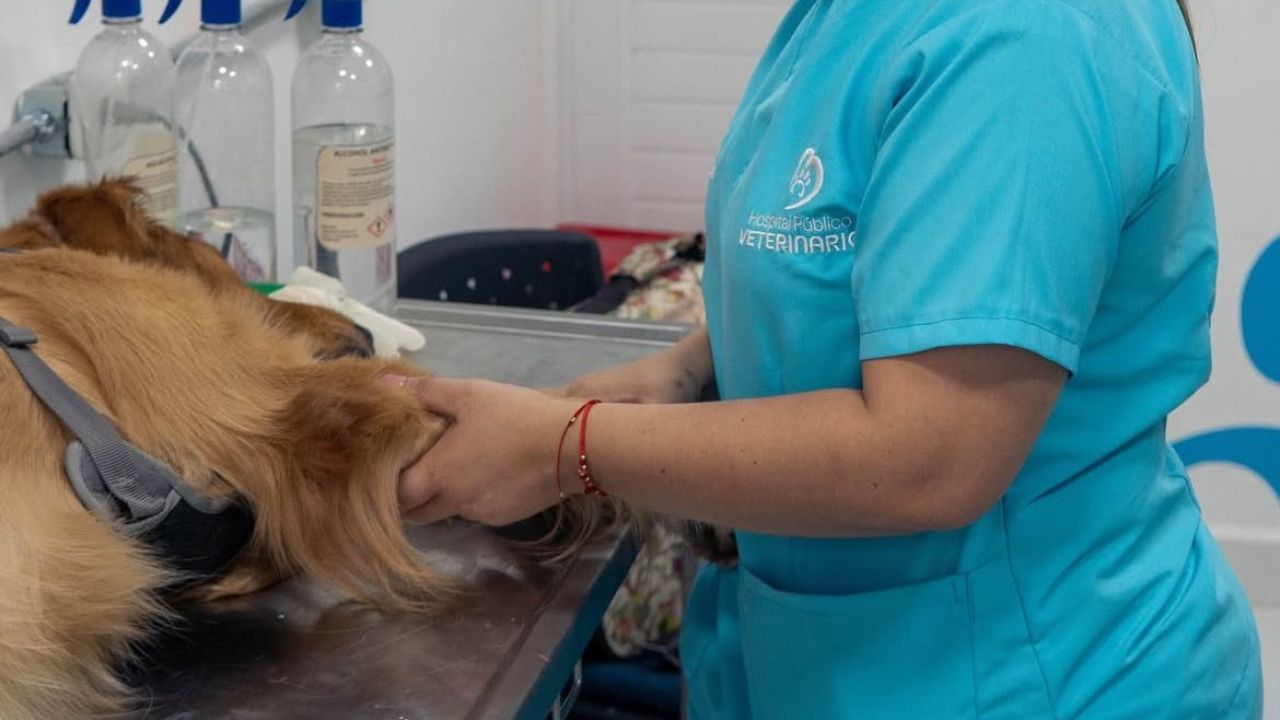 Arención veterinaria