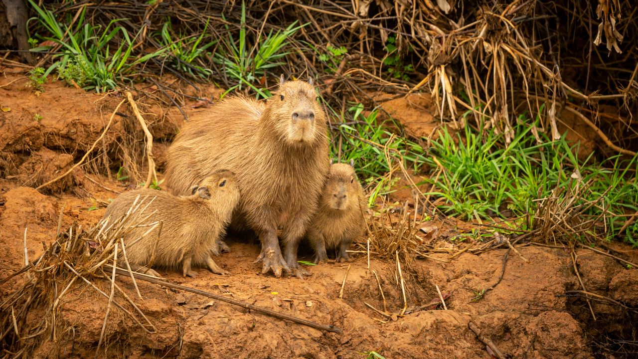 Capibara