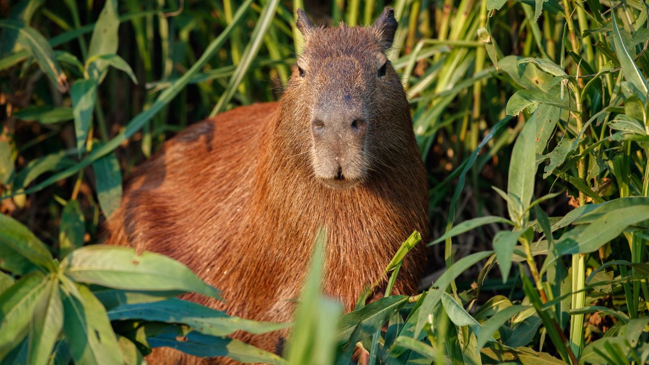Capibara en Orinoquía