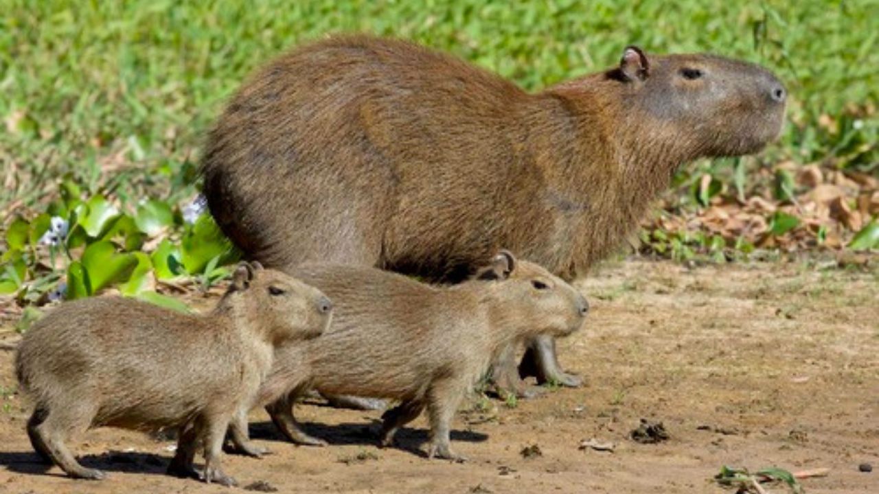 Caza de Capibaras