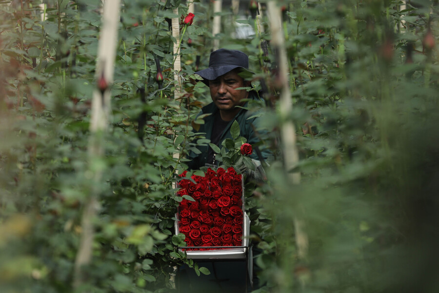 rosas