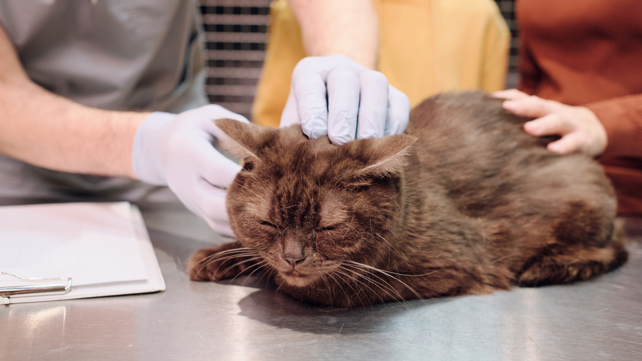 Gato en el veterinario.