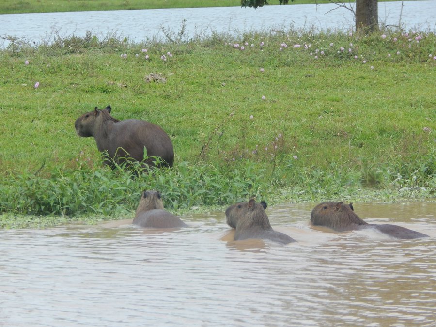 minambiente