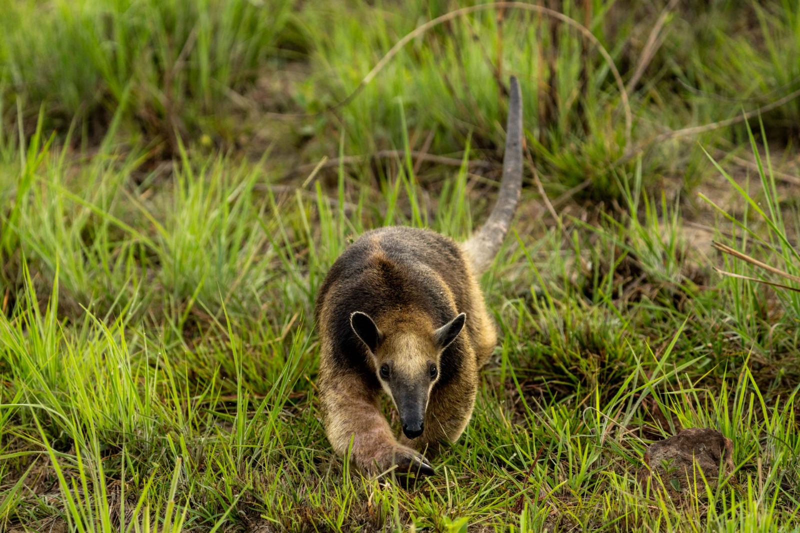 Foto de fauna en PNN Manacacias