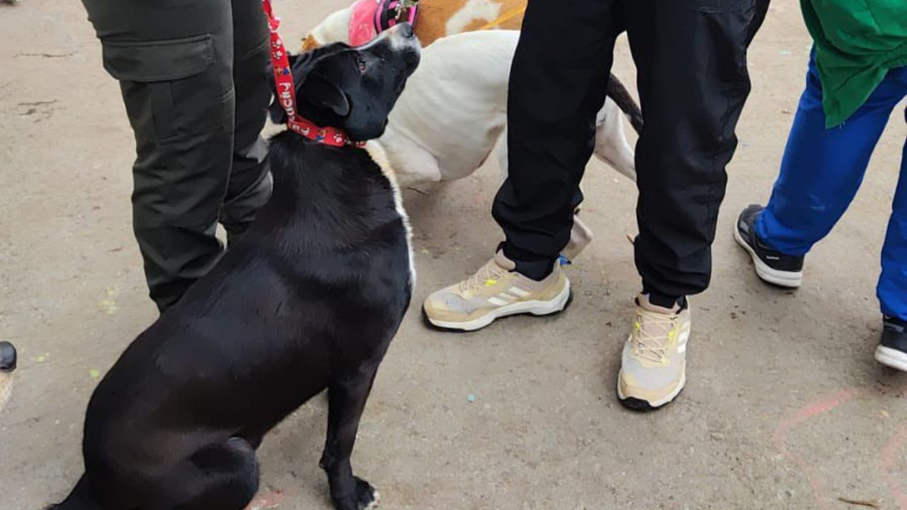 Mascotas refugio