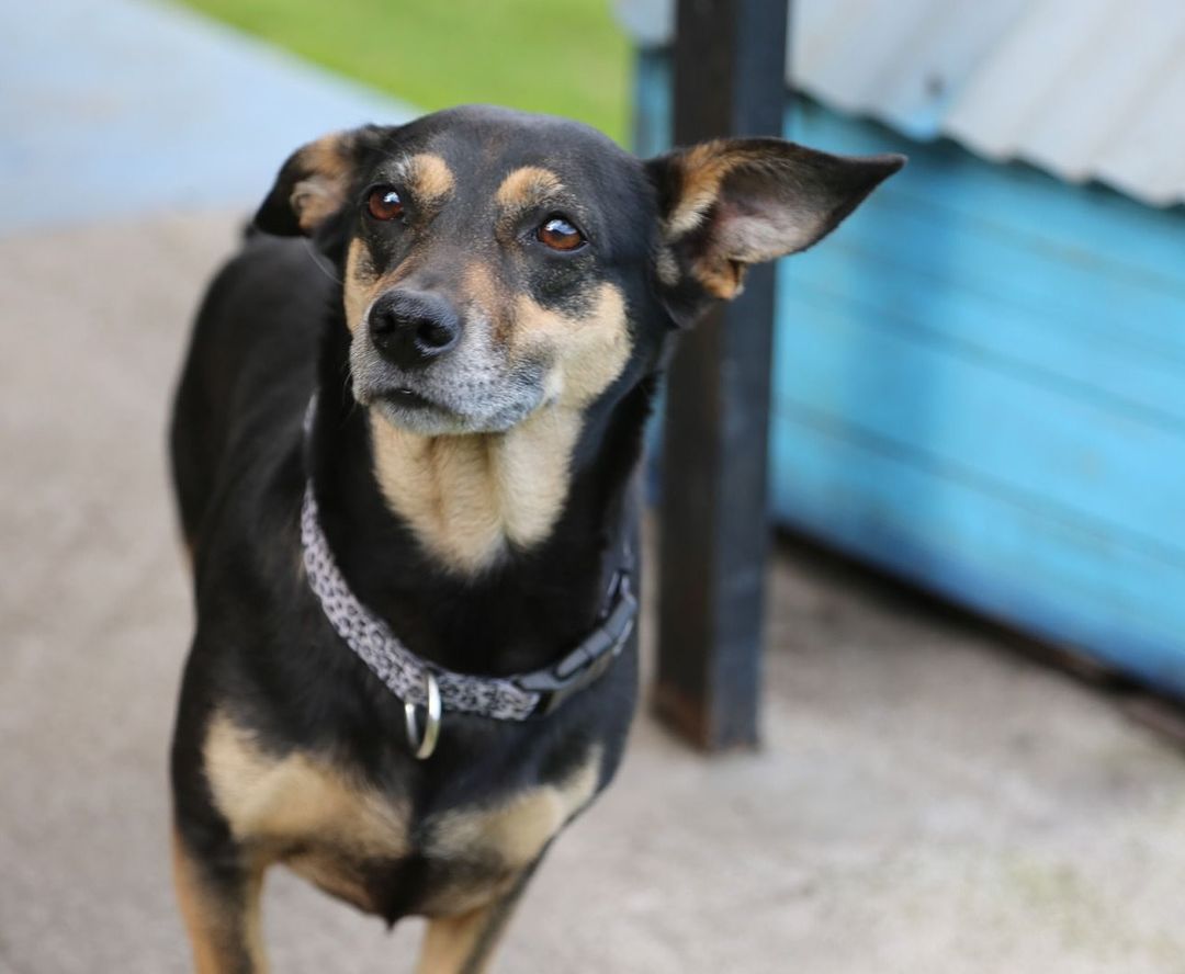 Adopta un Buen Amigo Chan