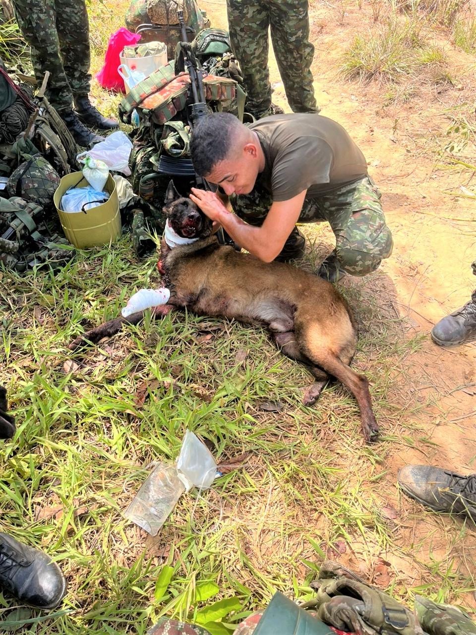 Sansón perdió una de sus patas por activar un explosivo del ELN