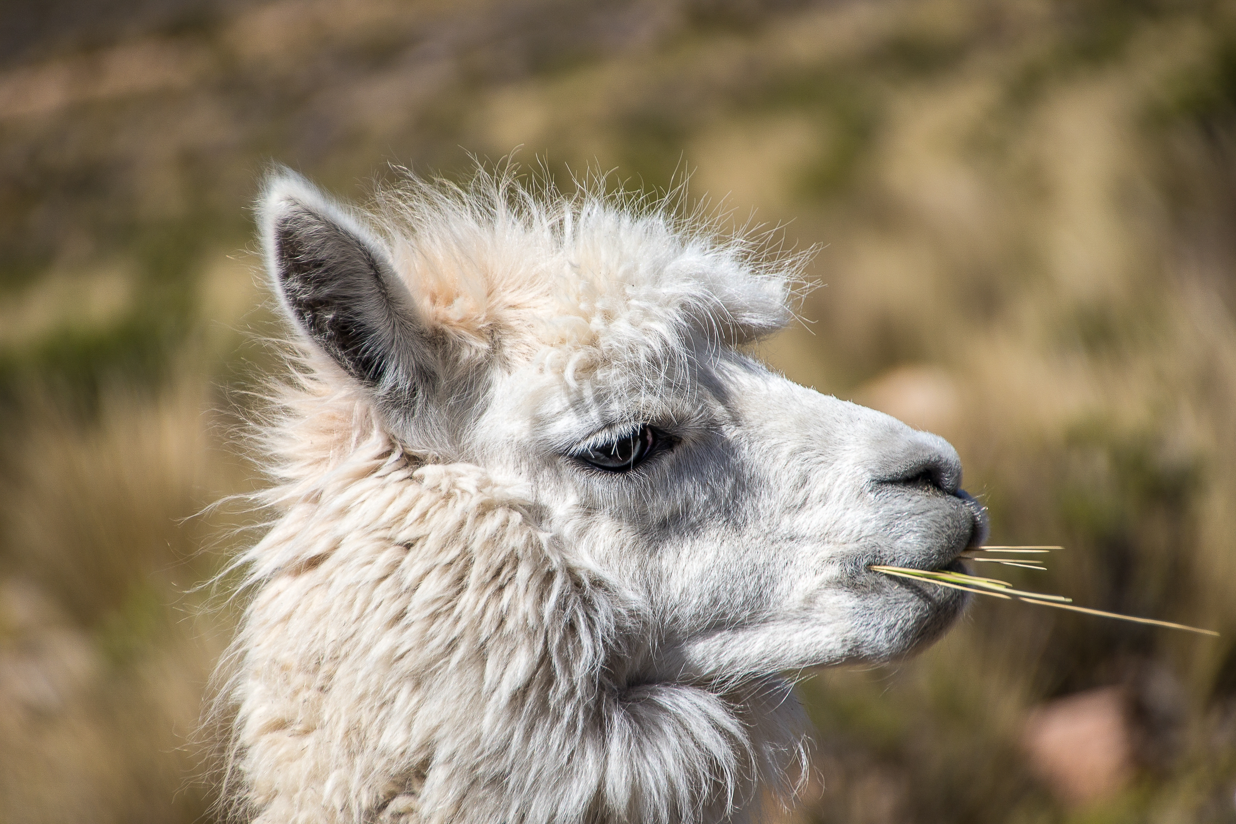 llama