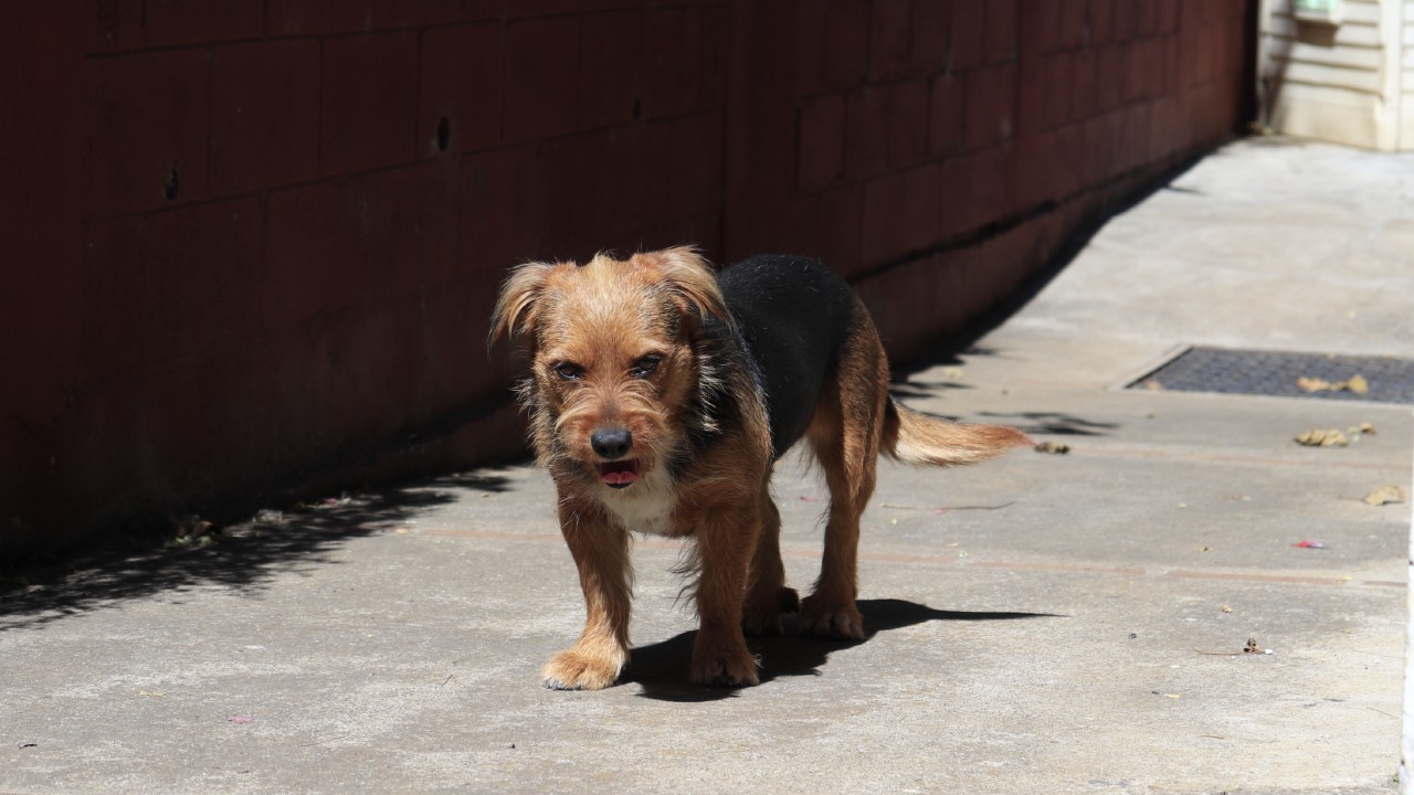 perro