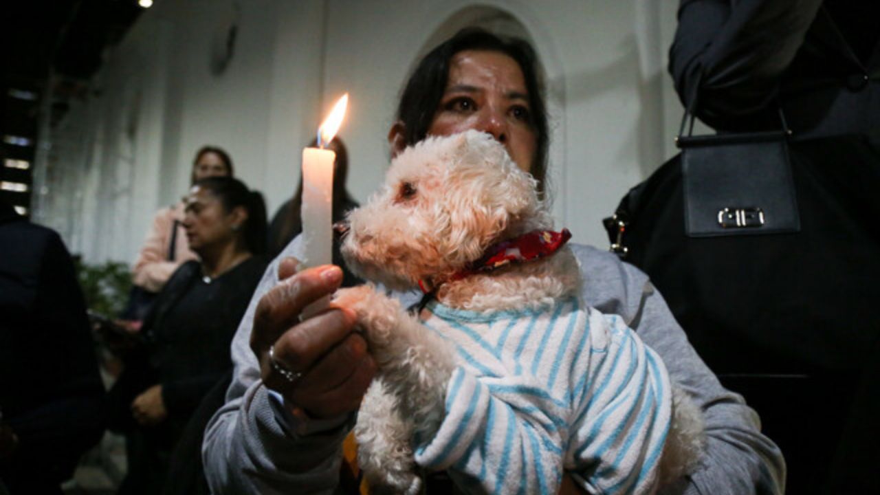 Víctimas del maltrato animal
