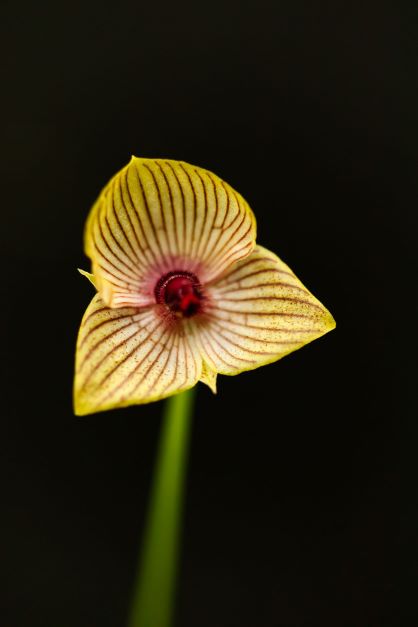 Orquídea