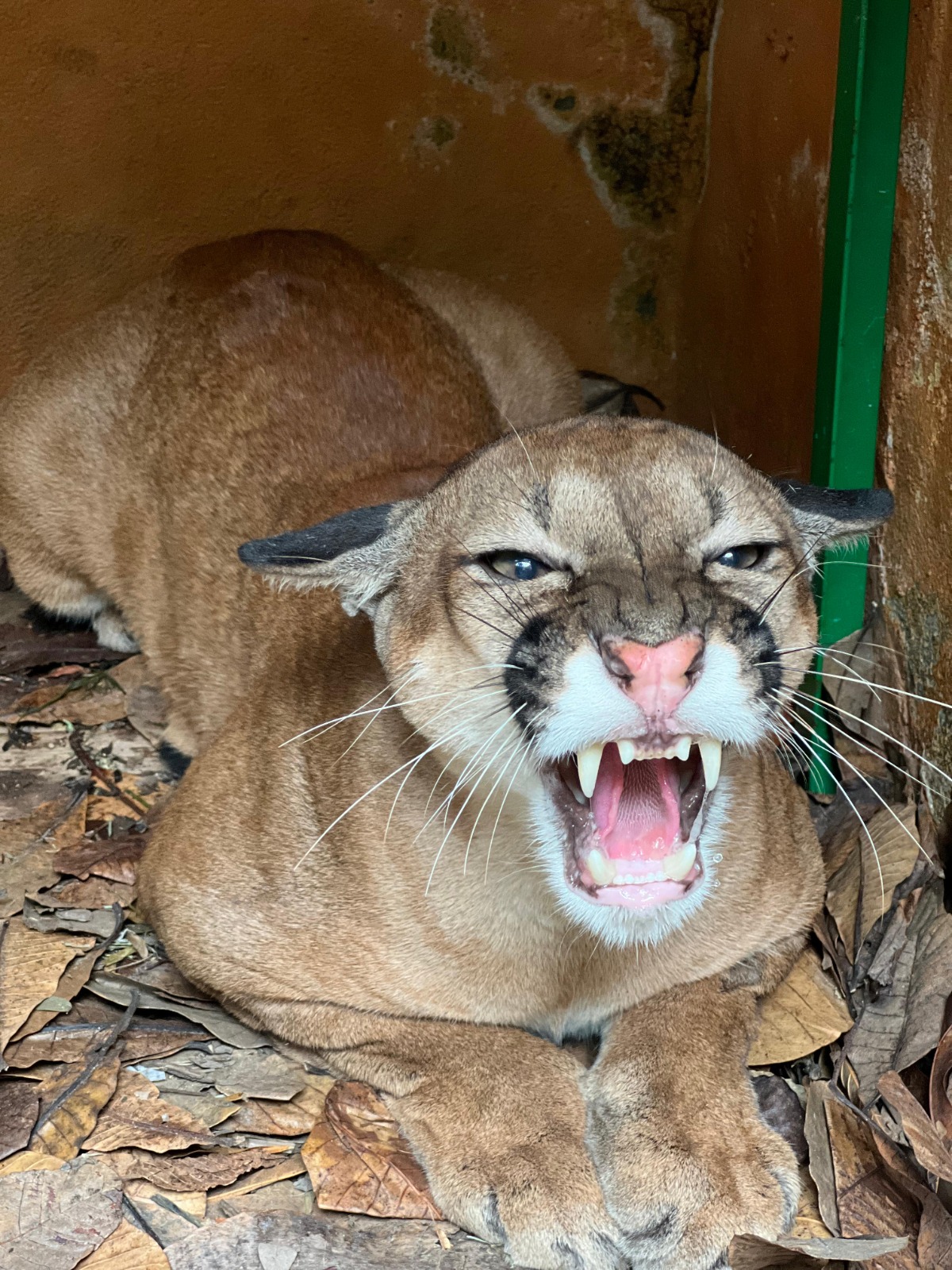 El puma concolor suele habitar en ambientes con densa cobertura vegetal.