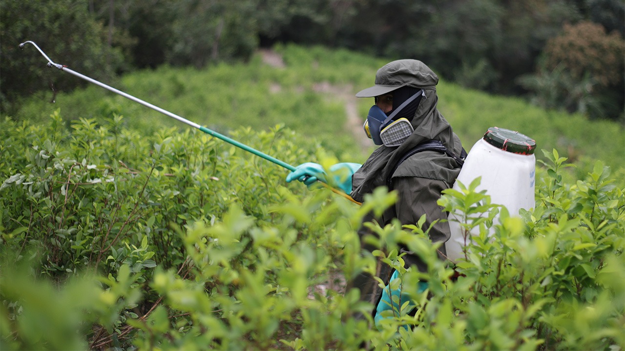 Lucha contra los cultivo de coca