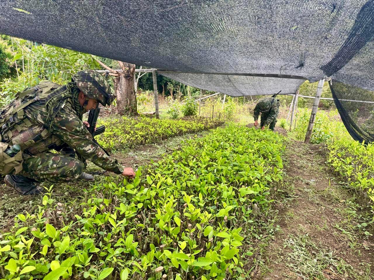 Lucha contra los cultivos de coca
