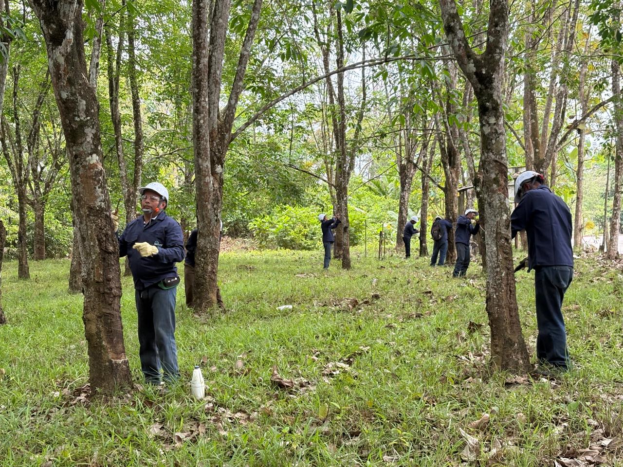 Son más de 220 hectáreas sembradas, con cerca de 500 árboles por hectárea.