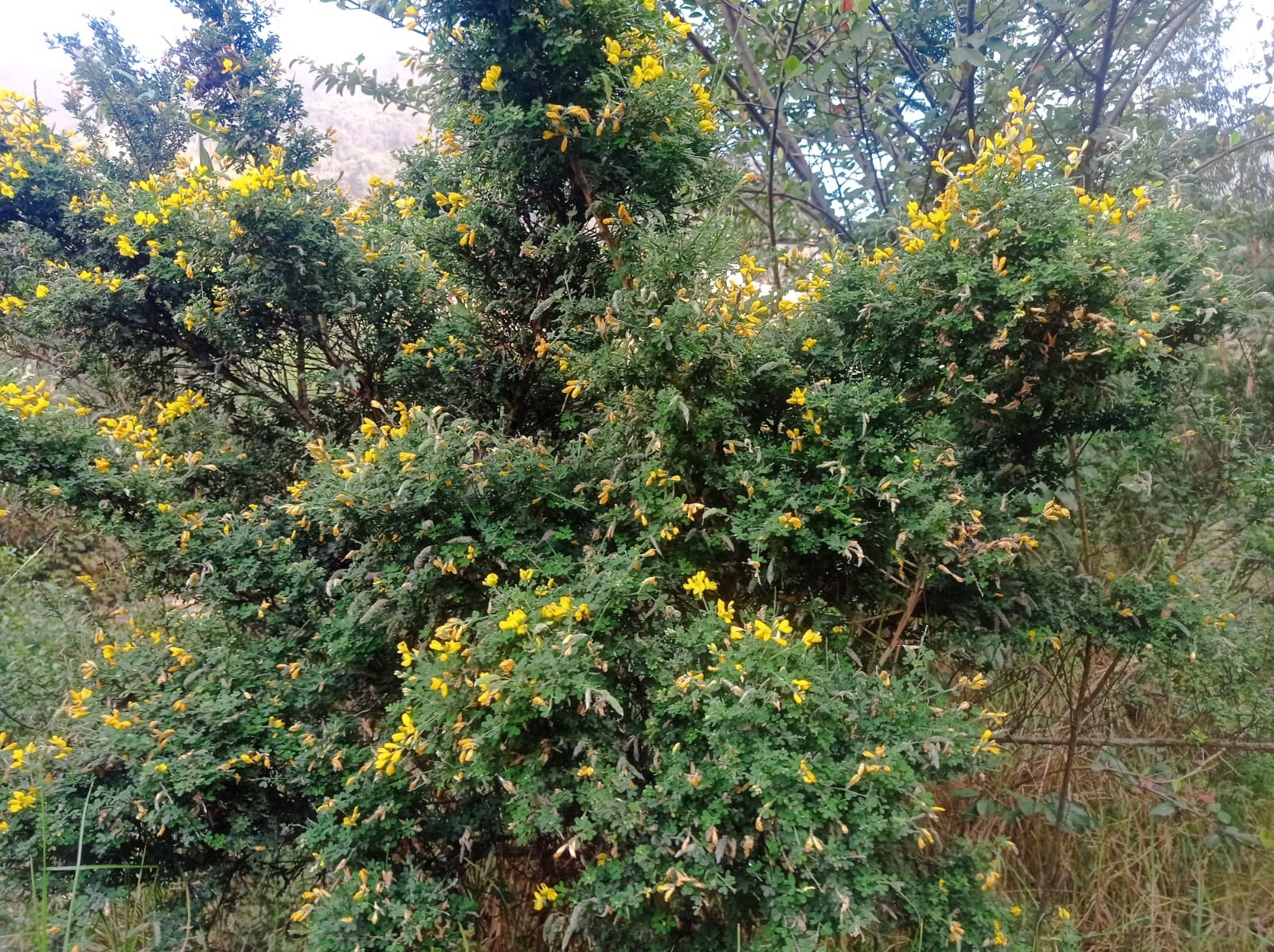 Retamo espinoso, la remata que mata Cambio Colombia