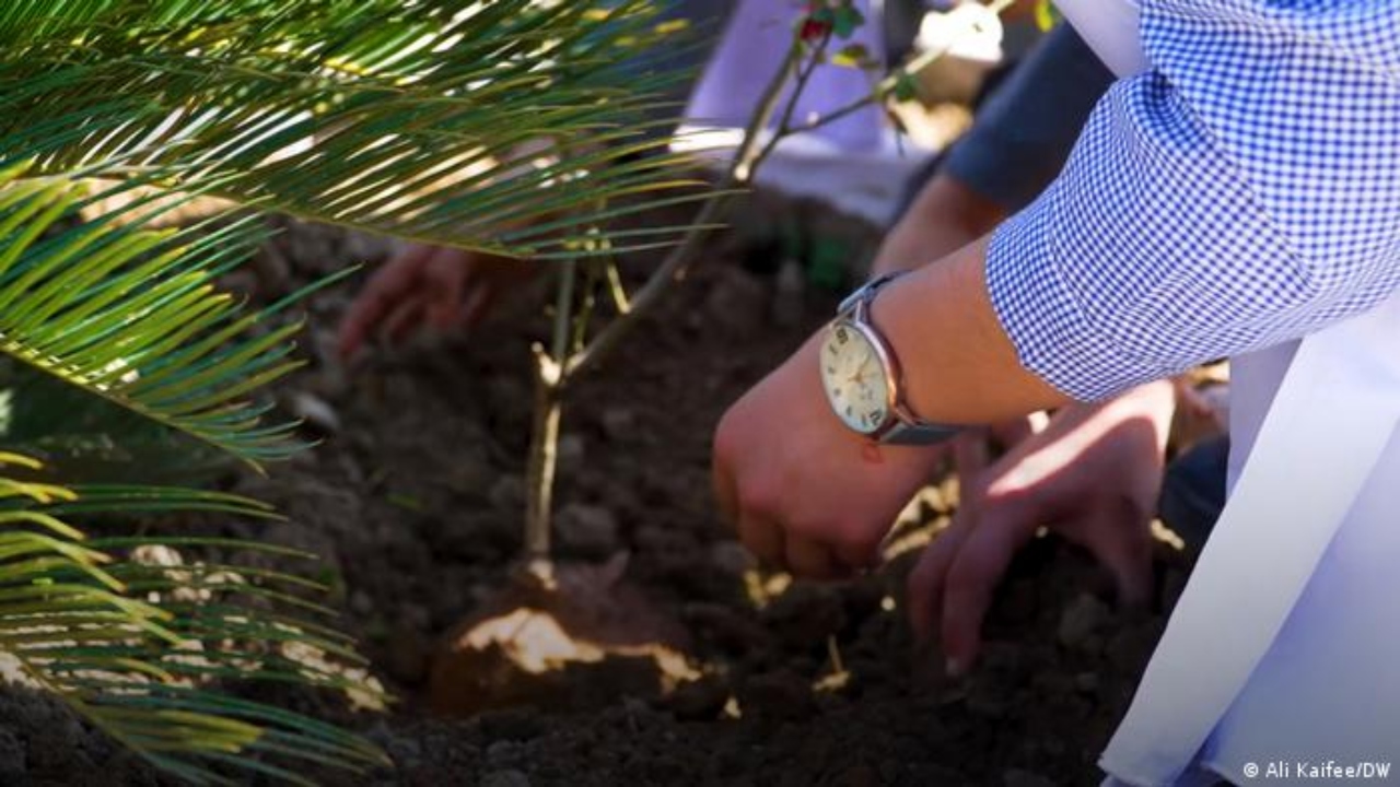 Plantar árboles en lugares equivocados calienta el Cambio