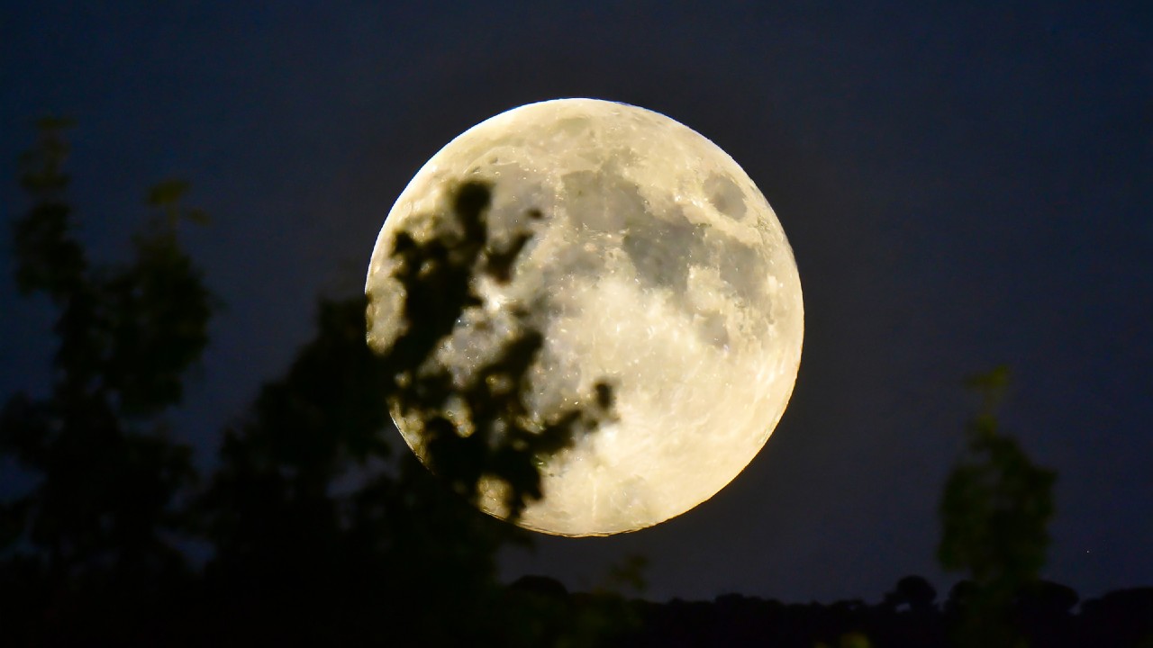¿Cuándo y cómo observar la Luna del Castor? Noviembre 2024