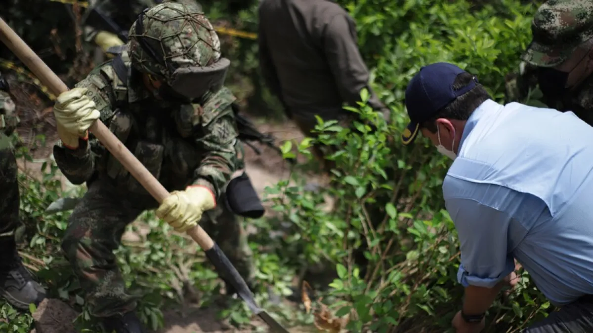 Estas son las zonas que tienen más cultivos de coca en Colombia