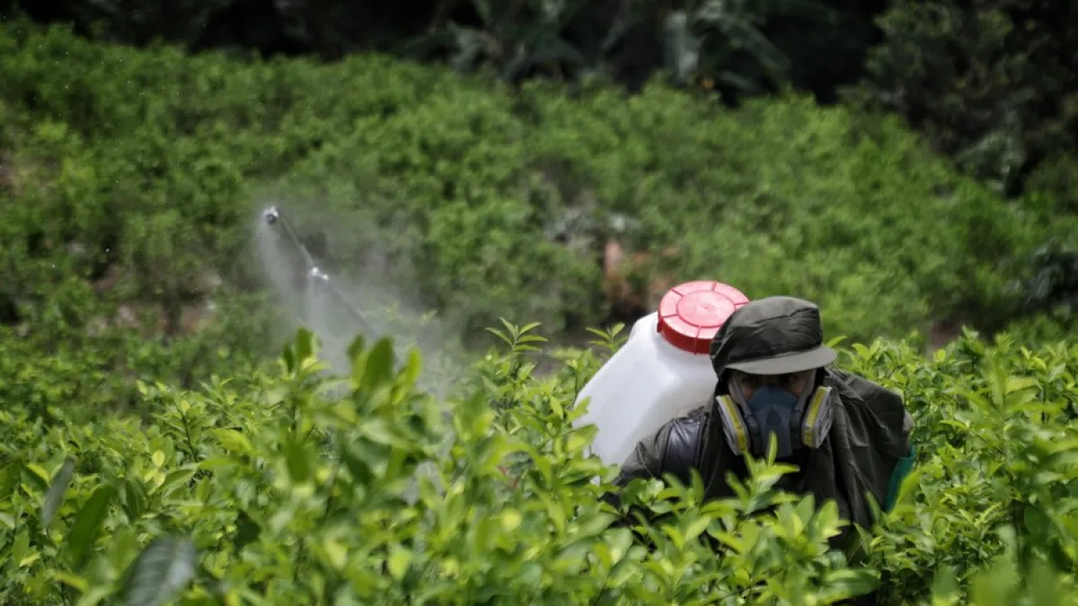 Colombia tiene 60.000 hectáreas más de coca que en el año de la pandemia