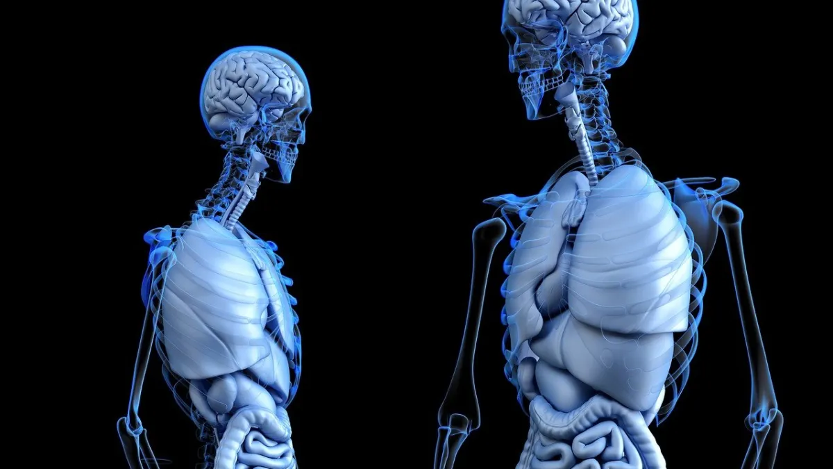 Científicos descubren una "conexión literal" entre cuerpo y mente en el cerebro