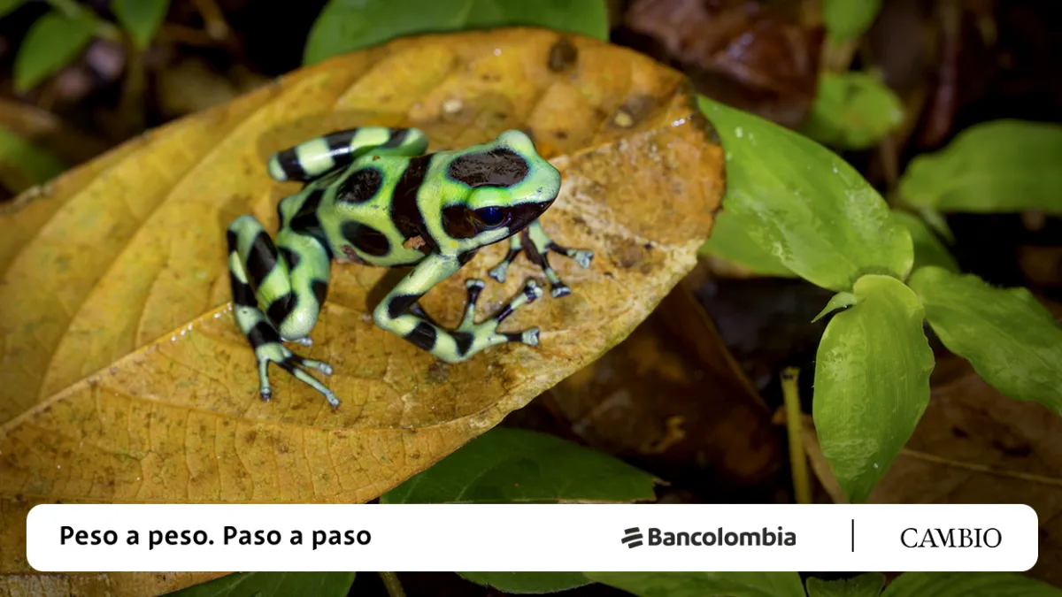 Gu a Para Conocer Los Ecosistemas De Colombia Cambio Colombia Viajar Gu a Para Conocer Los Ecosistemas De Colombia Cambio Colombia Viajar
