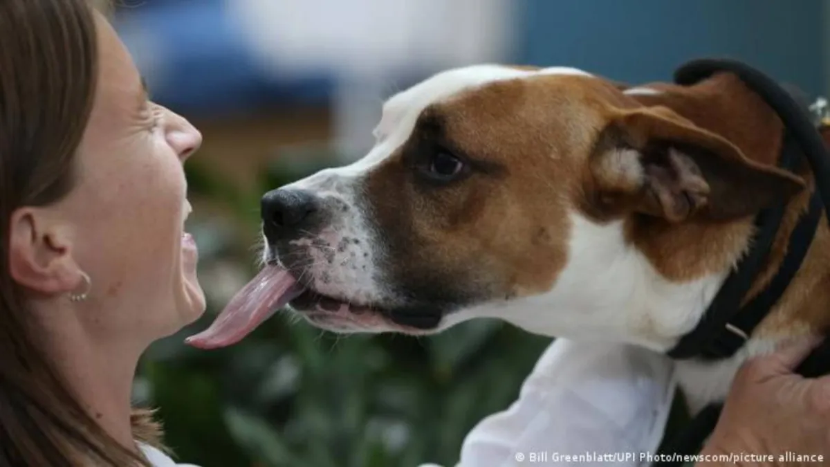 Perros y gatos transmitirían superbacterias resistentes a antibióticos, señala estudio