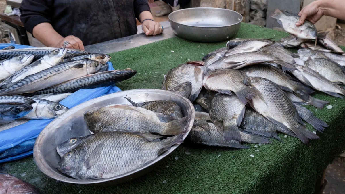 Bacteria en cultivos de tilapia: Colombia importará vacunas para enfrentar emergencia sanitaria