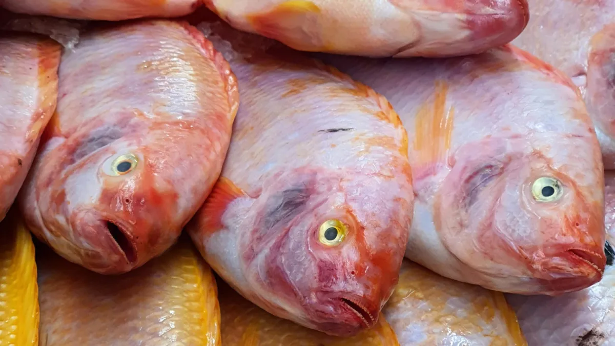 ¿Qué efectos tiene en las personas la bacteria que se encontró en cultivos de tilapia?