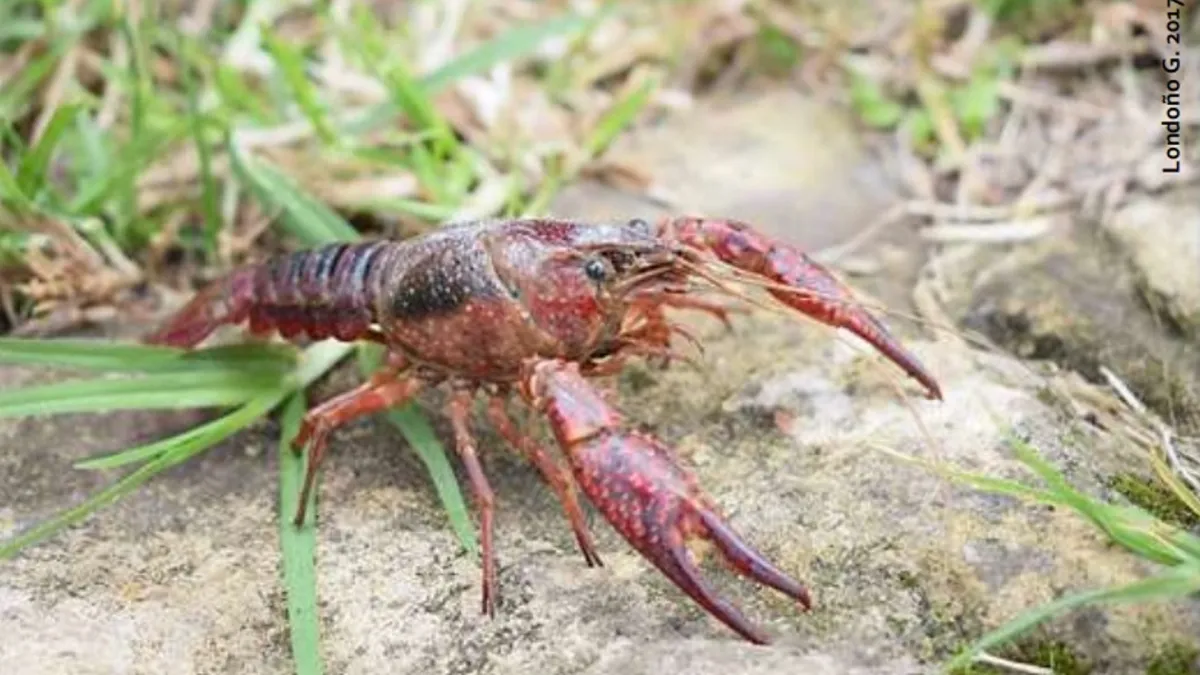 ¿Qué hacer si encuentra un cangrejo americano o langostilla de río en Bogotá?