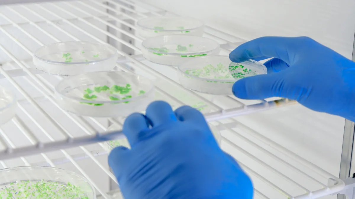 Revelan cómo se activa la toxicidad de bacteria del cólera