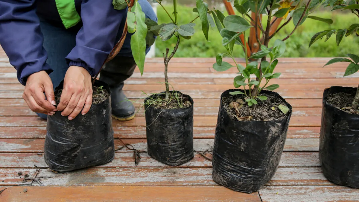 Ciencia en un párrafo: reforestación, miedo e infecciones que se complican