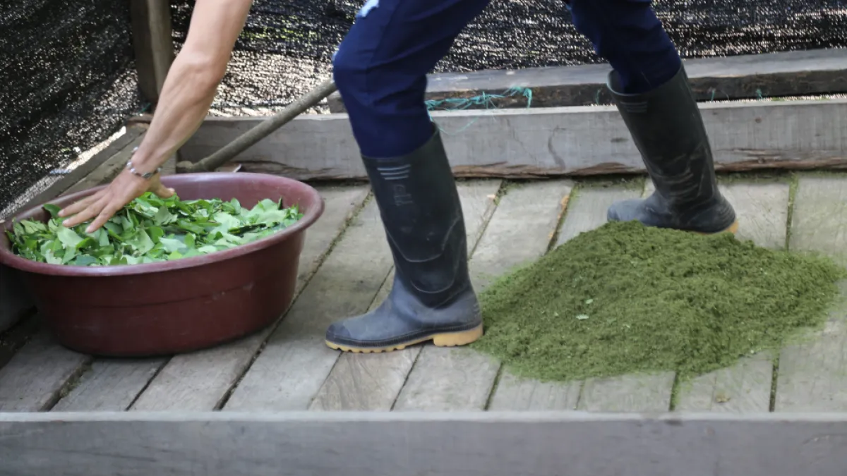 Coca a precio de huevo: ¿por qué un kilo ahora vale menos de 2.000 pesos?