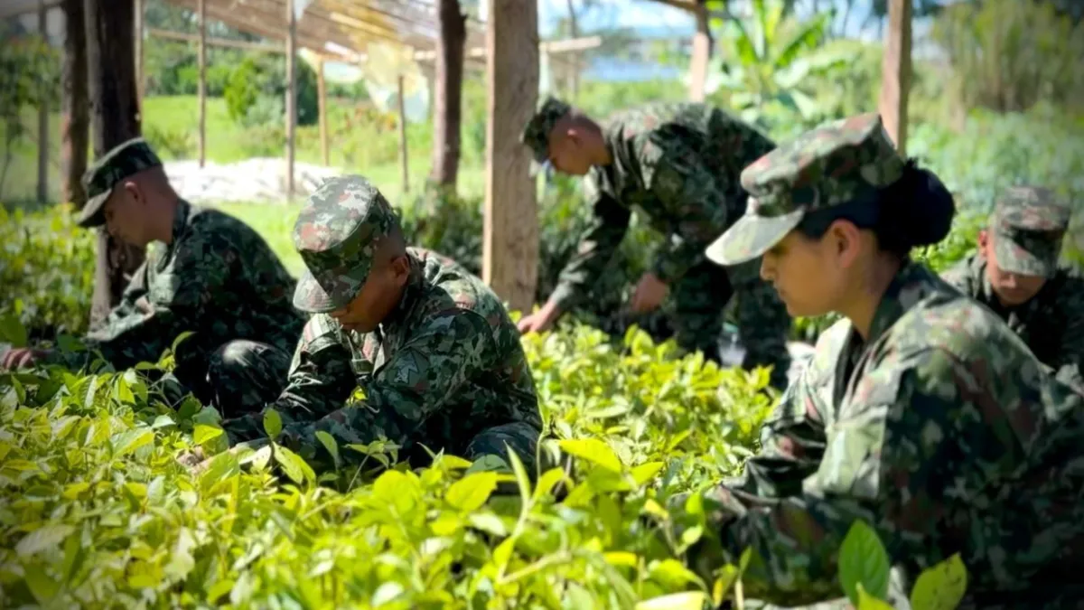 Ejército Nacional sembrará más de 20.000 árboles nativos para reemplazar cultivos ilícitos en el suroccidente del país