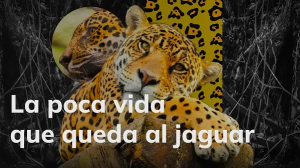 La poca vida que le queda al jaguar