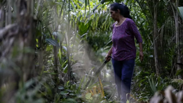 "Rechazamos por falsas sus afirmaciones": exfuncionarios de gobierno Santos responden a Petro sobre sustitución de cultivos