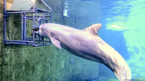 Estudio revela que delfines mulares tienen "séptimo sentido"