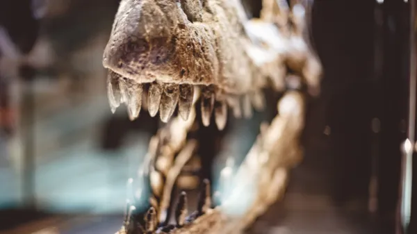 Fósiles de ejemplares jóvenes de T.rex son de otra especie de dinosaurio
