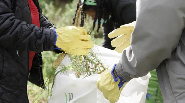 Cómo llegó a Colombia el arbusto europeo que ha ayudado a propagar los incendios en Bogotá