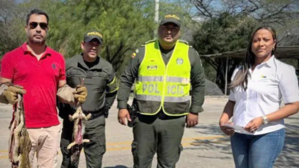 Decomisan 70 iguanas que habían sido sacrificadas en La Guajira