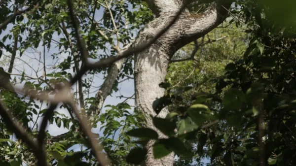 Descubren primera especie de cedro endémica de Colombia