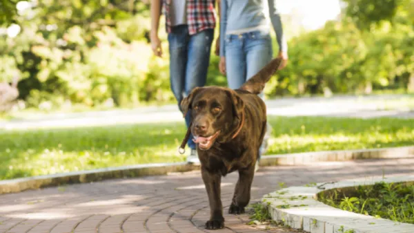 Golpe de calor en las mascotas: ¿Cómo reconocerlo y evitarlo?