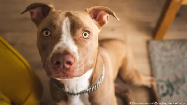 Estudio demuestra que interactuar con perros aumenta las ondas cerebrales ligadas al alivio del estrés