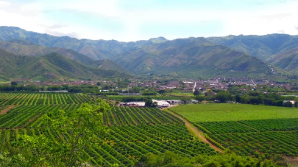 Ciencia en un párrafo: azúcares, cambio climático y minerales indispensables en cultivos