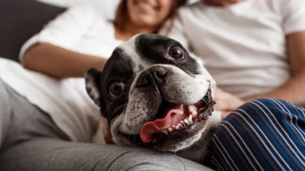 ¿Mi mascota puede ser mi único heredero? Esto dice la ley Colombiana