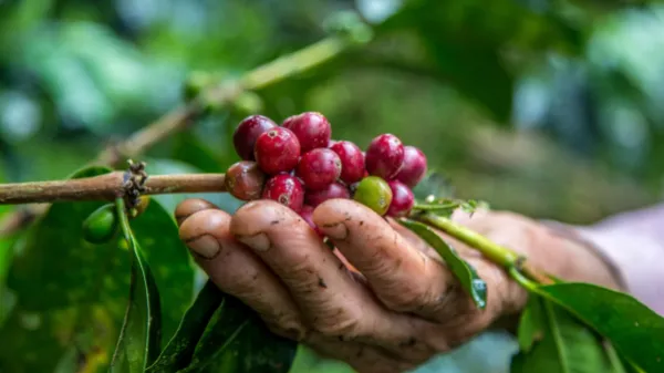 Producción colombiana de café sube en marzo