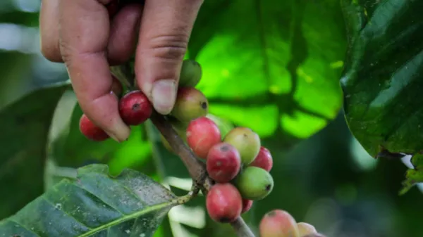 Tras polémica con caficultores, el Gobierno reactivó el Fondo de Estabilización de Precios del Café